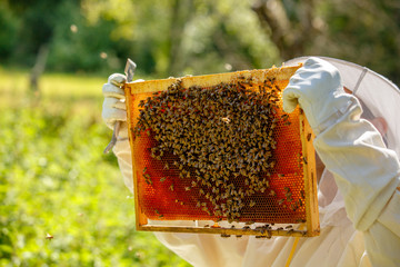 Beekeeper at beekeeping farm, inspects honey comb and bees