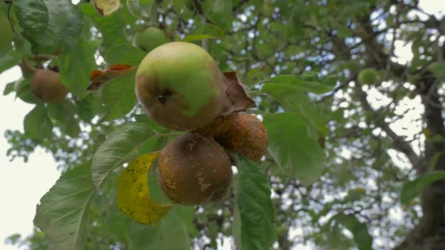 Strong wind moving the rotten apple fruits on the tree .
