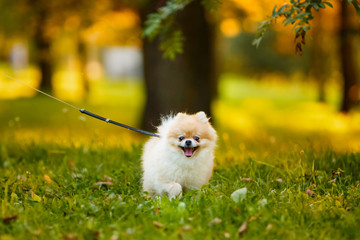 Beautiful Pomeranian dog walks on the lawn in the Park