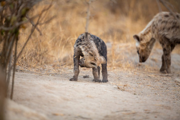 Hyaena cubs around a density playing around.