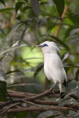 Bali sterling also known as The Bali Myna bird