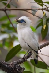 Bali sterling also known as The Bali Myna bird © DS light photography