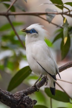 Bali sterling also known as The Bali Myna bird