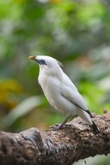 Bali sterling also known as The Bali Myna bird