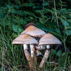 Drei Pilze im Wald dicht beieinander