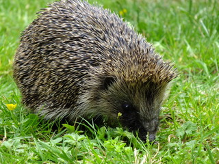 Hedgehog