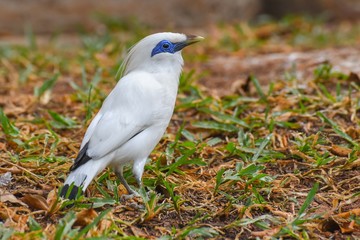 Bali sterling also known as The Bali Myna bird