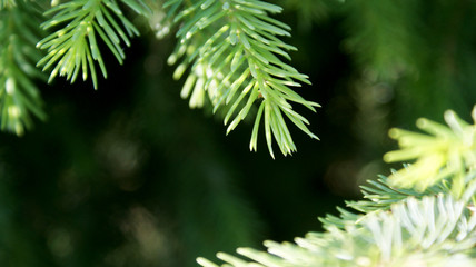 green branches of a coniferous tree close-up for сhristmas and new year holidays