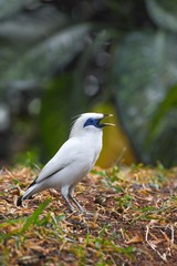 Bali sterling also known as The Bali Myna bird