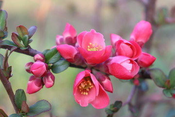 Fototapeta na wymiar Pink flowers on a branch