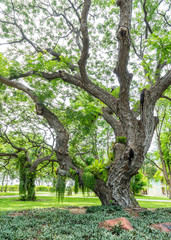 old tree with green spring leaves