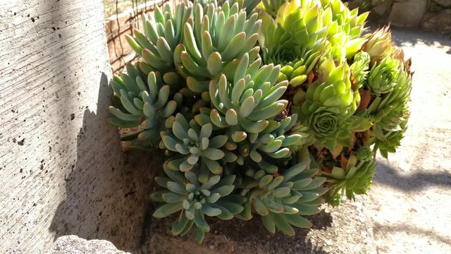 The beautiful succulent in a pot on sunny day outdoors. Thick green leaves potted plant.