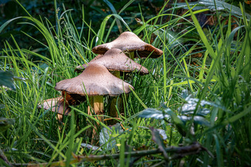 Drei Pilze im Wald die hintereinander stehen