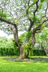 old tree with green spring leaves