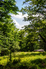 landscape with trees and blue sky