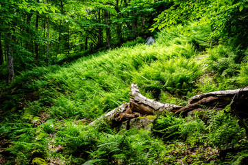 Fallen Tree in a Fern Field