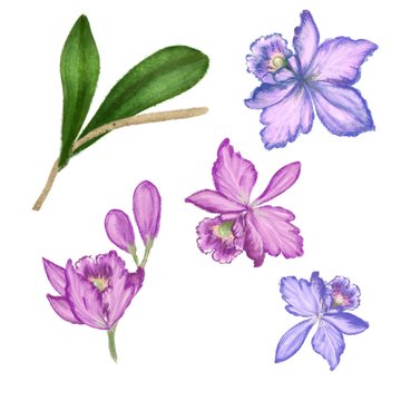 Tropical orchids flowers set. Purple, pink, blue orchids and leaves hand drawn vintage illustration © Fleur*Design