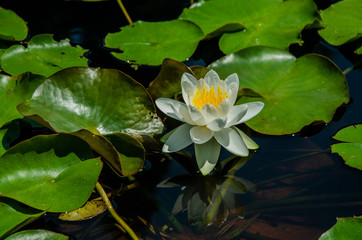 water lily in pond