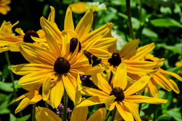 yellow flowers on green background