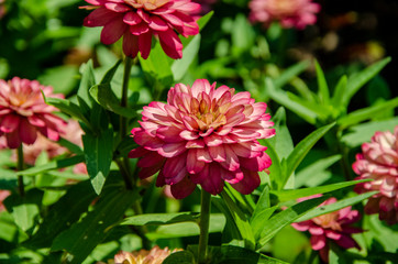 Fototapeta premium pink flower in the garden