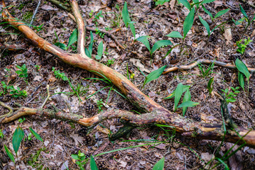 old dry broken tree trunks and stomps in forest