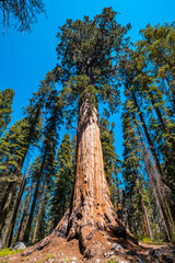 Fototapeta premium Sequoia National Park, one of the largest Sequoias in the park, California. United States