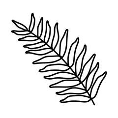 exotic and tropical leaf plant