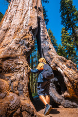 Sequoia National Park, a young European tourist entering a giant tree, California. United States
