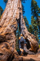 Sequoia National Park, a young man entering a giant tree, California. United States