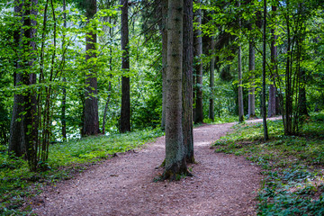 Fototapeta premium wavy gravel road in green summer forest