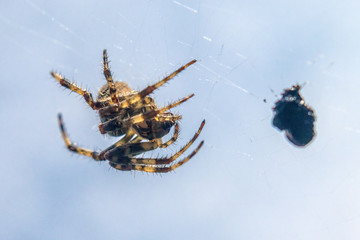 Spider in a spider web with caught prey, blue sky in the background