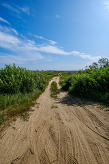 wavy gravel road in green summer forest