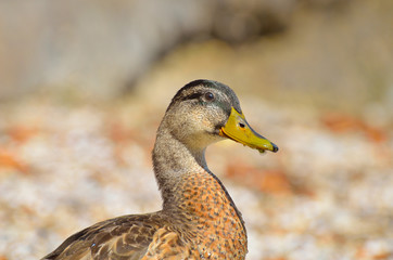 Duck
