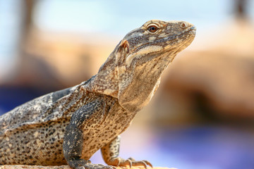 Iguana en Cabo San Lucas