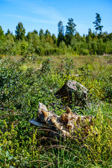 old dry broken tree trunks and stomps in forest