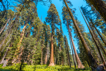 Giant trees in a meadow of Sequoia National Park, California. United States