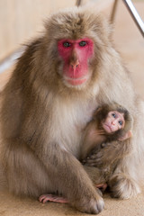 Japanese macaque