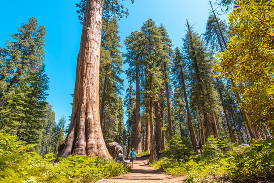 A young man walking along the beautiful path of giant trees in Sequoia National Park, California. United States