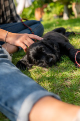 Black Cocker Spaniel Puppy Dog Being Stroked By Young Female Hand Portrait