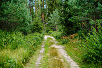 wavy gravel road in green summer forest