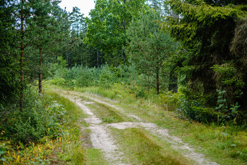 wavy gravel road in green summer forest