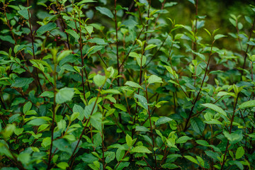 green fresh foliage. tree leaf in summer day in sunlight. abstract pattern