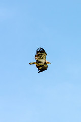 Eagle flying in a clear blue sky in Duck Mountain Provincial Park, Manitoba