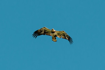 Eagle flying in a clear blue sky in Duck Mountain Provincial Park, Manitoba