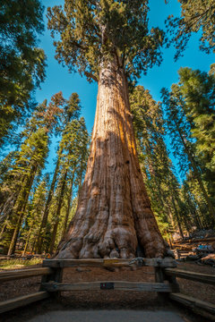 The giant tree General Sherman Tree in Sequoia National Park, California. United States