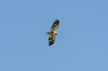 Eagle flying in a clear blue sky in Duck Mountain Provincial Park, Manitoba