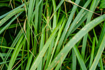 green fresh foliage. tree leaf in summer day in sunlight. abstract pattern