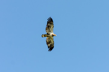 Eagle flying in a clear blue sky in Duck Mountain Provincial Park, Manitoba