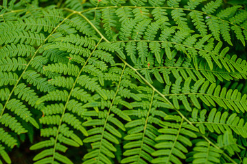 Fototapeta na wymiar green fresh foliage. tree leaf in summer day in sunlight. abstract pattern