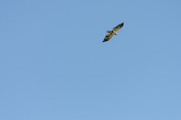 Eagle flying in a clear blue sky in Duck Mountain Provincial Park, Manitoba